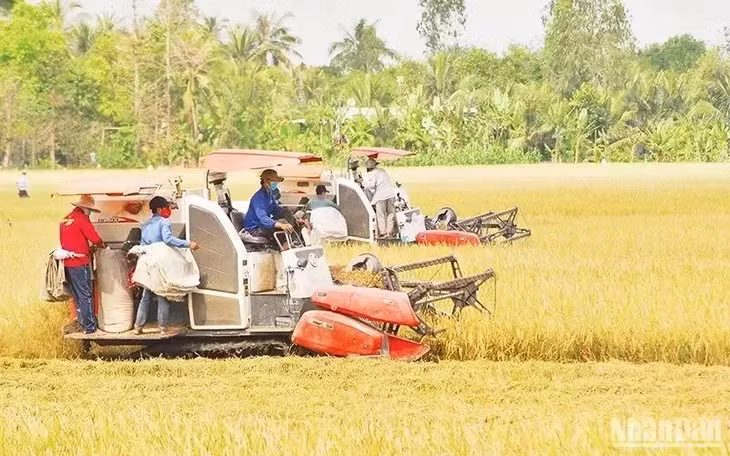 Rice harvest in Hau My Trinh commune, Cai Be district, the Mekong Delta province of Tien Giang (Photo: nhandan.vn)