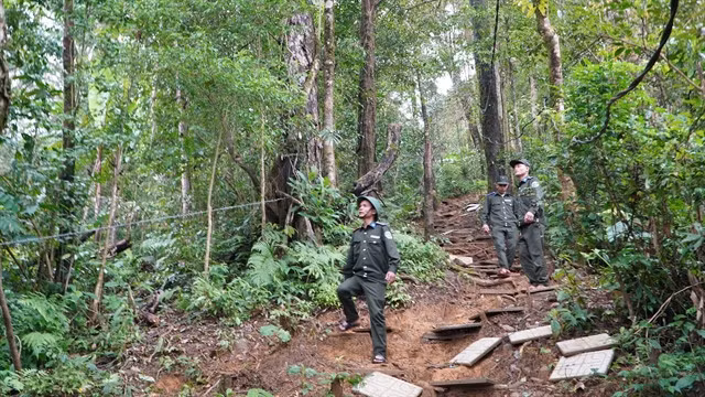 A forest in central region. Việt Nam has tremendous potential in renewable energy and the carbon market. — VNA/VNS Photo