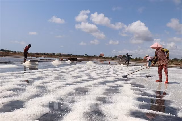 Farmers in Bến Tre Province harvest salt. — VNA/VNS Photo