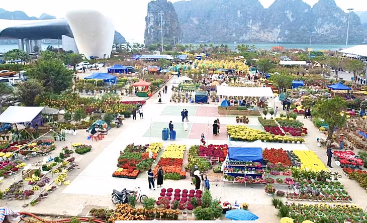 The Ha Long Spring Flower Festival 2025 is taking place at the 30/10 Square, Hong Hai Ward, Ha Long City, and will run until January 28, 2025.