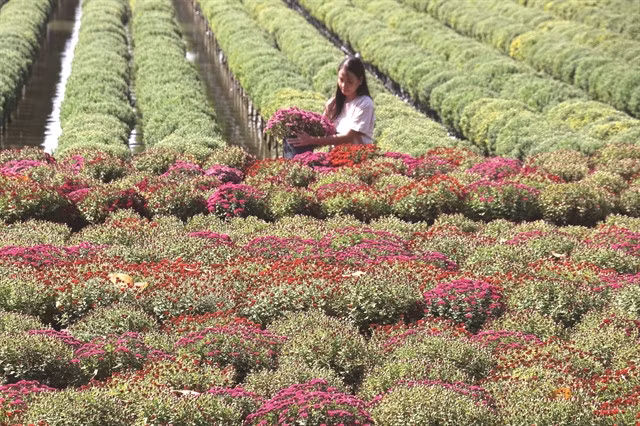 Sa Đéc City, located in Đồng Tháp Province, has planted over 100 hectares of various ornamental trees and flowers to serve the Lunar New Year 2025. — VNA/VNS Photo