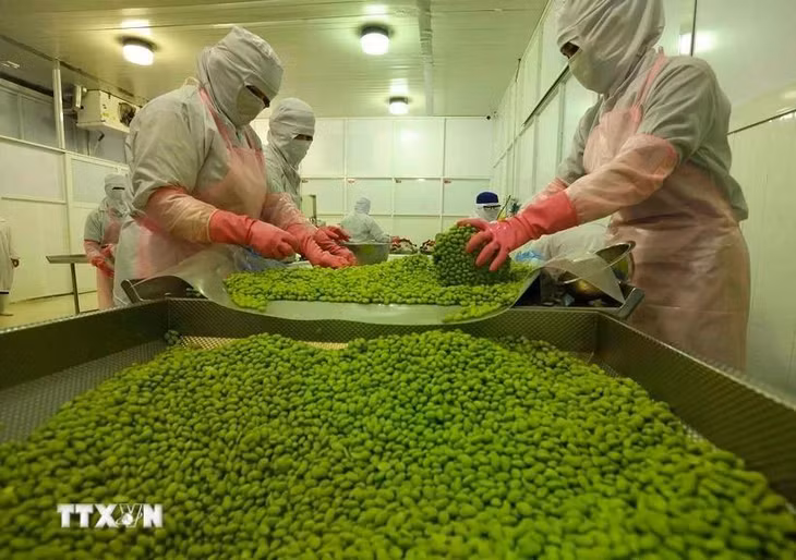 Workers process soybean products for export at a factory of An Giang Food and Vegetables Joint Stock Company in An Giang province (Photo: VNA)