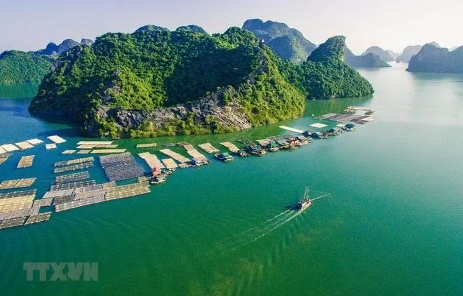 A floating fishing farm in Cat Ba island district in the northern city of Hai Phong. (Photo: VNA)