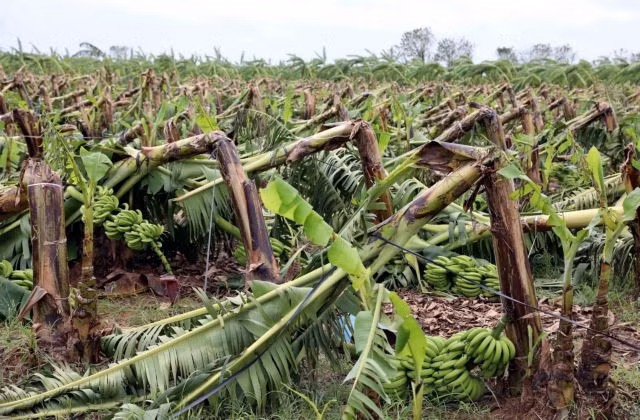 Typhoon Yagi destroyed about 7,500 tonnes of bananas ready for harvest in Hồng An Commune, Hưng Hà District, Thái Bình Province.