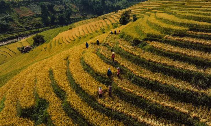 Nam Cang: embracing nature's golden season in the highlands ảnh 4 Nam Cang: embracing nature's golden season in the highlands