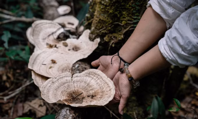 The mushrooms are bigger than a human hand. Photo by VnExpress/Nguyen Anh Tien