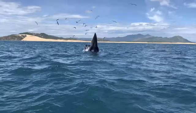 A Bryde whale opening its mouth to hunt small creatures on the coast of Đề Gi beach in Phú Cát District in the south-central province of Bình Định – Photo tuoitre.vn