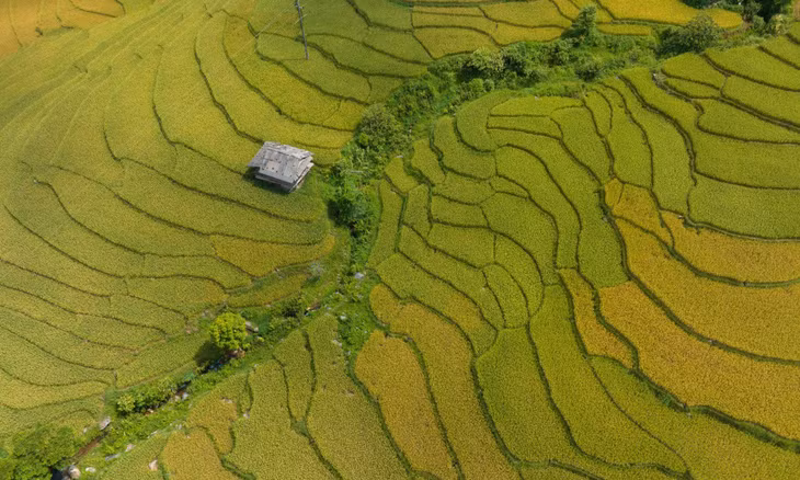 Nam Cang: embracing nature's golden season in the highlands ảnh 3 Nam Cang: embracing nature's golden season in the highlands