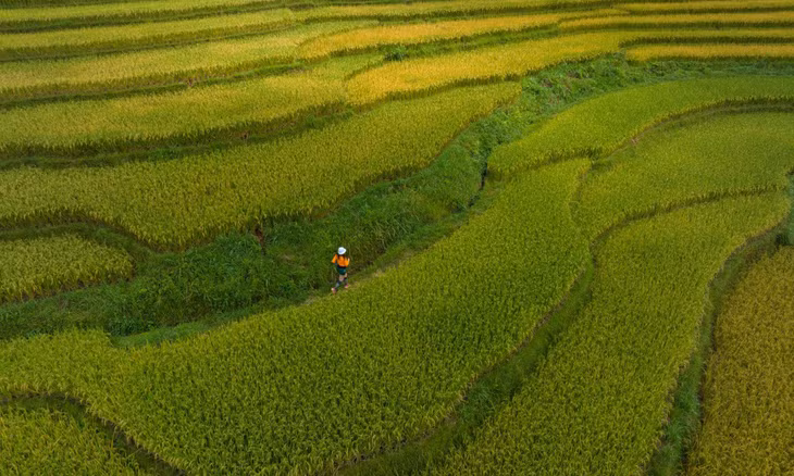 Nam Cang: embracing nature's golden season in the highlands ảnh 6 Nam Cang: embracing nature's golden season in the highlands