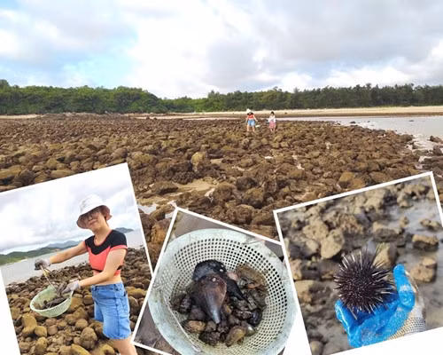 Catching different kinds of seafood early in the morning is an interesting experience when coming to Minh Chau Island.