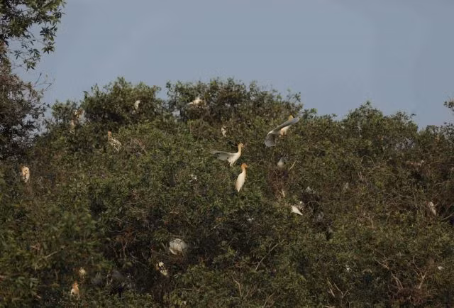 Trà Sư Melaleuca Forest is home to dozens of bird species in the Mekong Delta province of An Giang. — VNA/VNS Photo Vũ Sinh