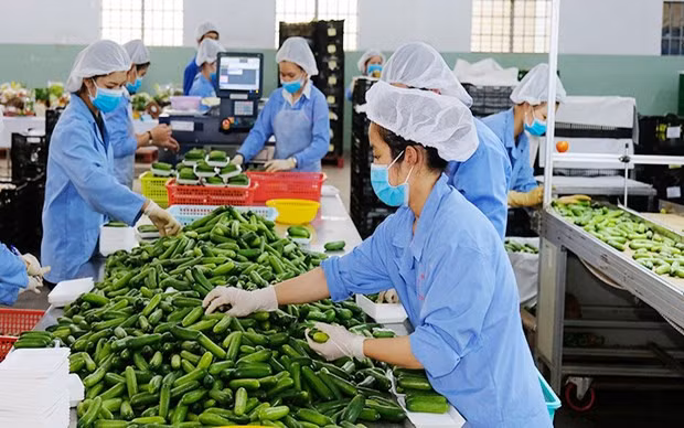 Green transformation considered key to sustainable exports: Experts hinh anh 1