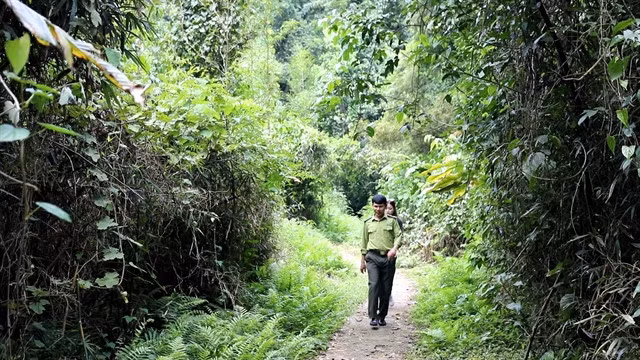 Phạm Phú Cường, a forest ranger at Cúc Phương National Park. VNS Photo Đoàn Tùng.