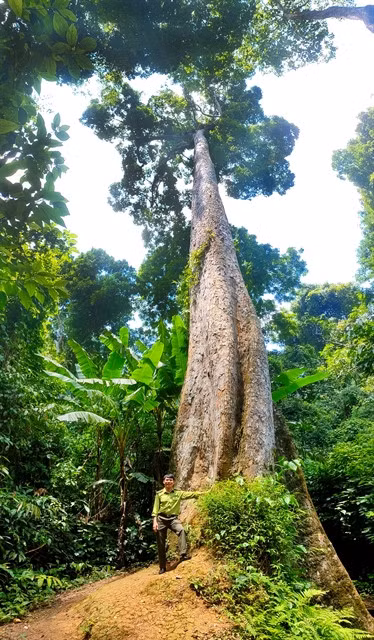 Cúc Phương National Park has a giant tree 45 metres high, up to 5 metres in diameter and has roots floating on the ground running about 20 metres long. VNS Photo Đoàn Tùng.