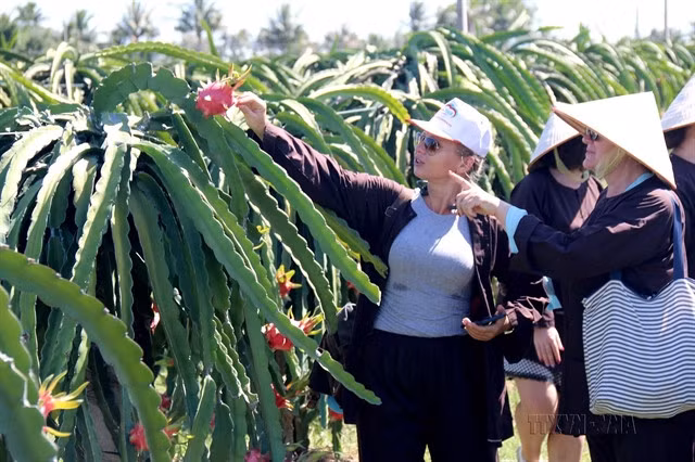 Foreign tourists visit a dragon fruit garden in Hàm Mỹ Commune, Hàm Thuận Nam District in Bình Thuận Province. — VNA/VNS Photo Nguyễn Thanh