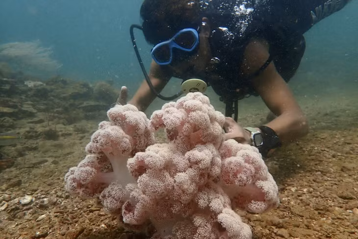 Co To is said to have the richest biodiversity in Vietnam with the presence of many typical ecosystems of tropical waters, including concentrated coral reef ecosystems. Therefore, it’s great to visit Thanh Lan island and partake in coral reef diving activties.