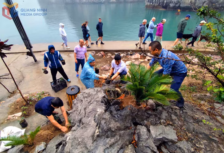 Officials and staff of the Ha Long Bay - Yen Tu World Heritage Management Board plant trees to improve the ecological landscape in the Hang Co area.