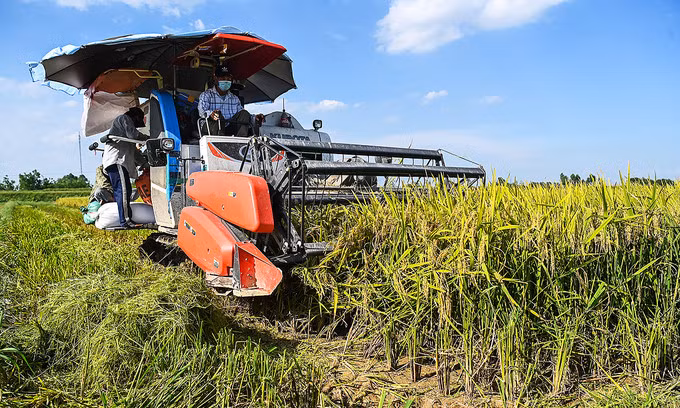 Rice export prices continue to drop