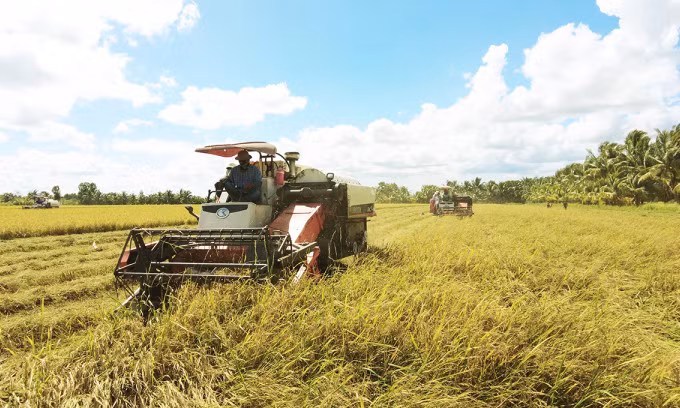 Rice export prices surge in H1