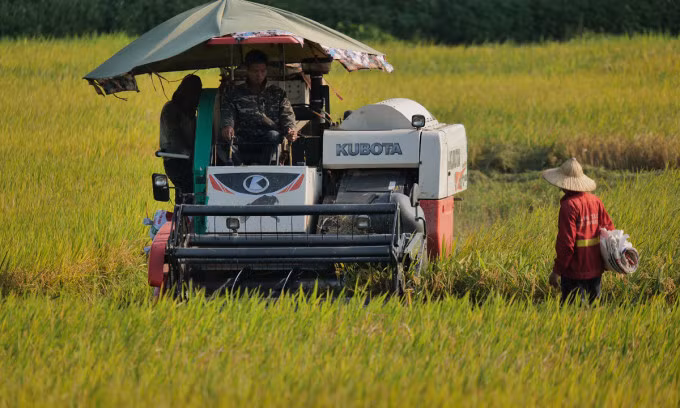 Vietnam earns $3B from rice exports in H1