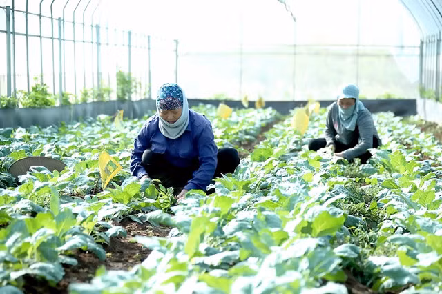 An organic vegetable cooperative in Hà Nội. — VNA/VNS Photo