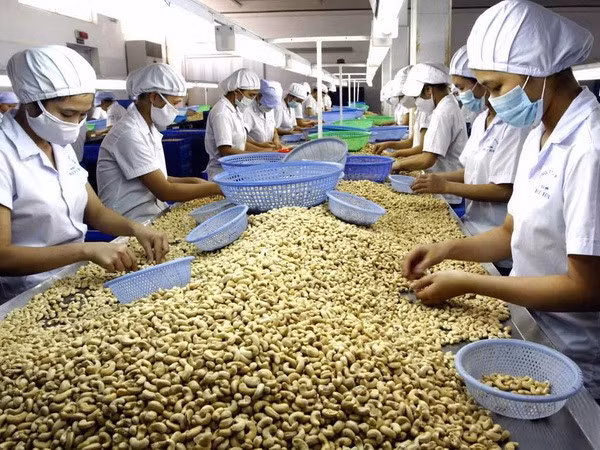 Workers process cashew nuts for exports at a company in the southern province of Bình Phước. Cashew is among traditional products that Việt Nam has strengths when exporting to the UK. VNA/VNS Photo