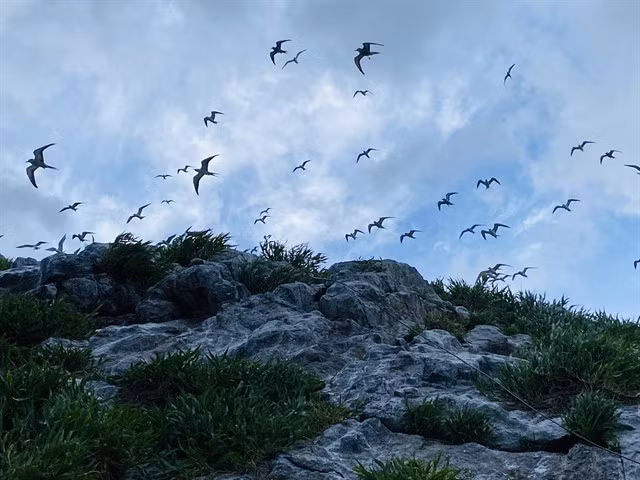 BIRDS OF A FEATHER: Côn Đảo National Park boasts rich ecosystems, which create favourable conditions for tourism. VNA/VNS Photo