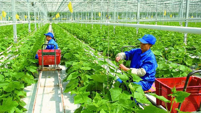 View of a low-carbon farm in the northern province of Hà Nam. The Government has implemented many policies to promote green agriculture with an aim to help Vietnamese products raise competitiveness in the global market in general and in the UK in particular. Photo baochinhphu.vn