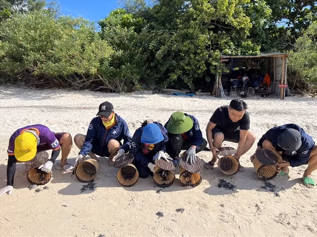 INTO THE WILD: Tourists release baby turtles to the sea in Côn Đảo National Park. Photo laodong.vn