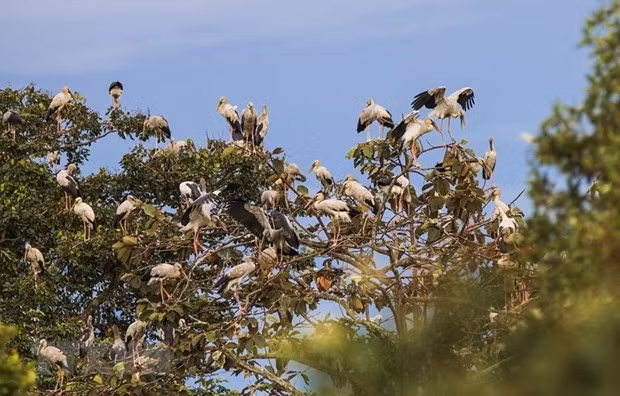 More than 1,000 rare storks have migrated to Lò Gò-Xa Mát National Park. — VNA/VNS Photo