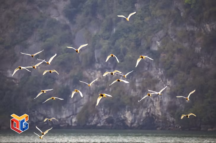 These birds often migrate to Ha Long Bay in March annually.