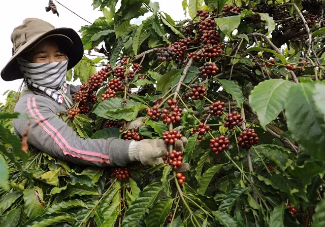 A farmer in Đắk Nông Province harvests coffee. VNA/VNS Photo Vũ Sinh