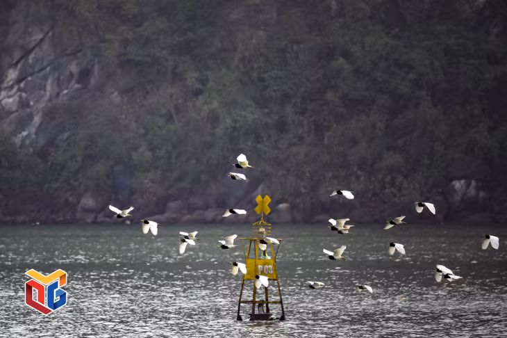 A flock of white storks are flying closer to the sea surface to seek food.