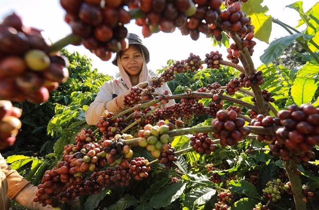 A farmer harvests coffee. Việt Nam's coffee export could reach $4 billion this year. — VNA/VNS Photo Vũ Sinh