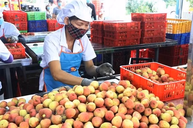 ASEAN market boasts opportunities for Vietnamese firms: official ảnh 1 ASEAN market boasts opportunities for Vietnamese firms: official ảnh 1