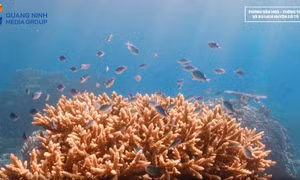 Biodiversity conservation: A foundation for sustainable development