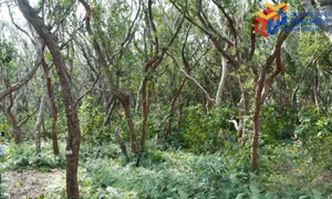 Biodiversity conservation at Bai Tu Long National Park