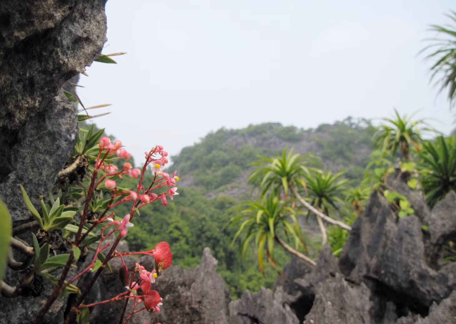This Quang Ninh - based park is rich in ecological potentials with diverse resources.