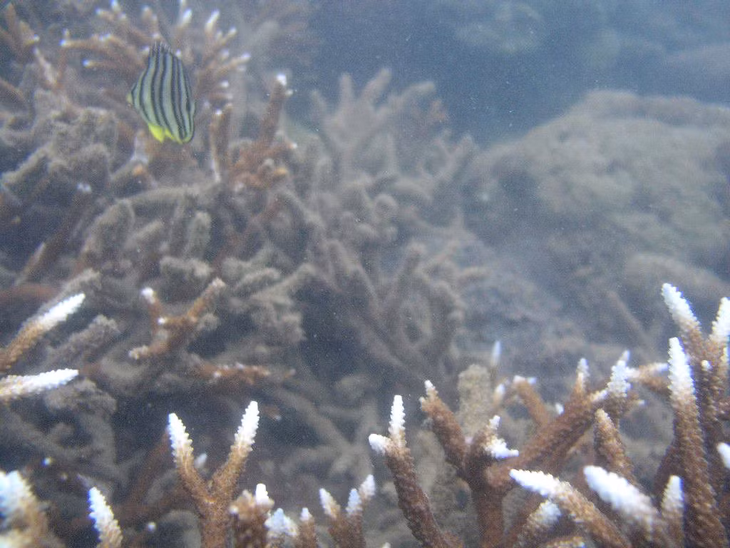 Coral reefs on the seabed