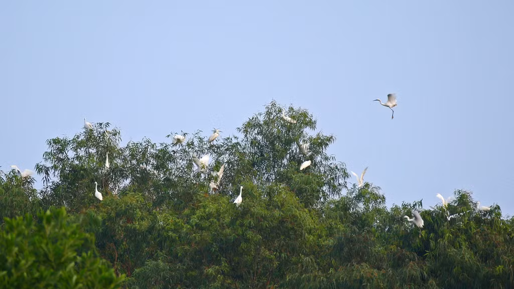 Adult storks often stand on the top floor on the peak of high trees.