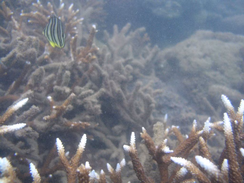 Coral reefs in the national park.