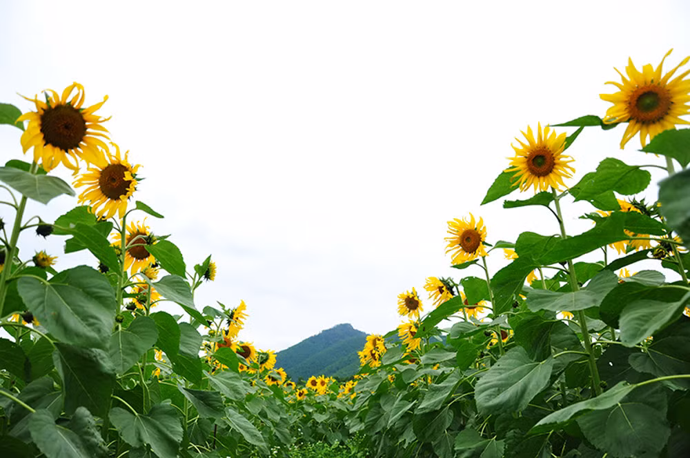 Lots of flowers are in full bloom at the moment.