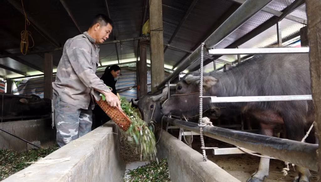 Livestocks in Ba Che district are fed more nutritious meals so that the animals can cope with the cold.