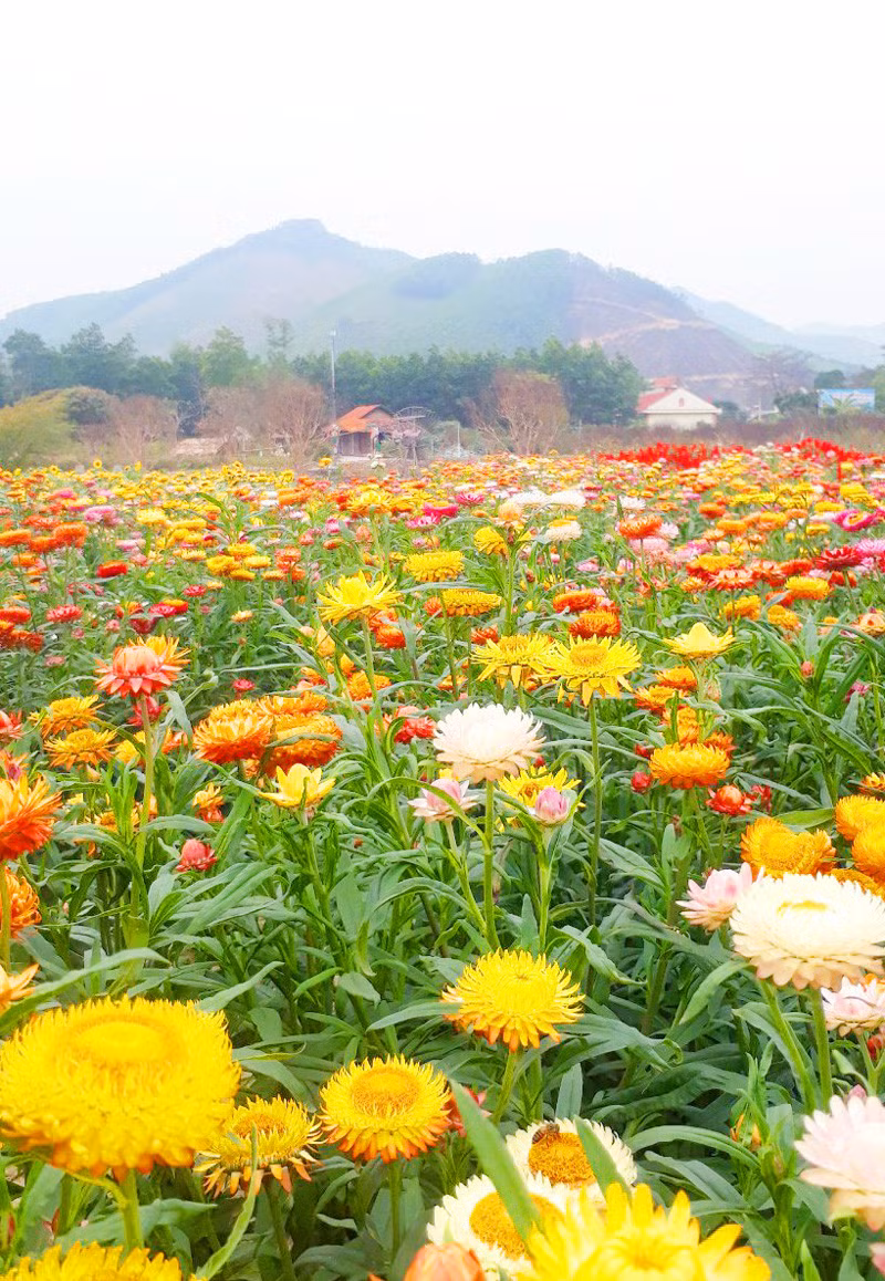 Located in a plain of 25 ha in village 6 of Quang La commune, Ha Long city, the tourist area is an ideal place for those who love flowers and seek for the feeling of being immersed in a large natural space.