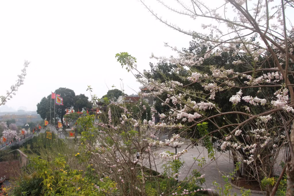 As many as 6,000 flower plants including ochna, cherry blossom, rose and ban (bauhinia variegata) are newly grown around the temple, which make this sacred site become more stunning.