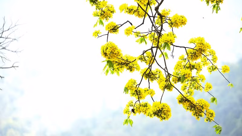 The colour of many ancient yellow ochna plants in full bloom is brilliantly shinning at the sacred forest of Yen Tu. Nature-lovers cannot resist the lure of this exquisite scenery.