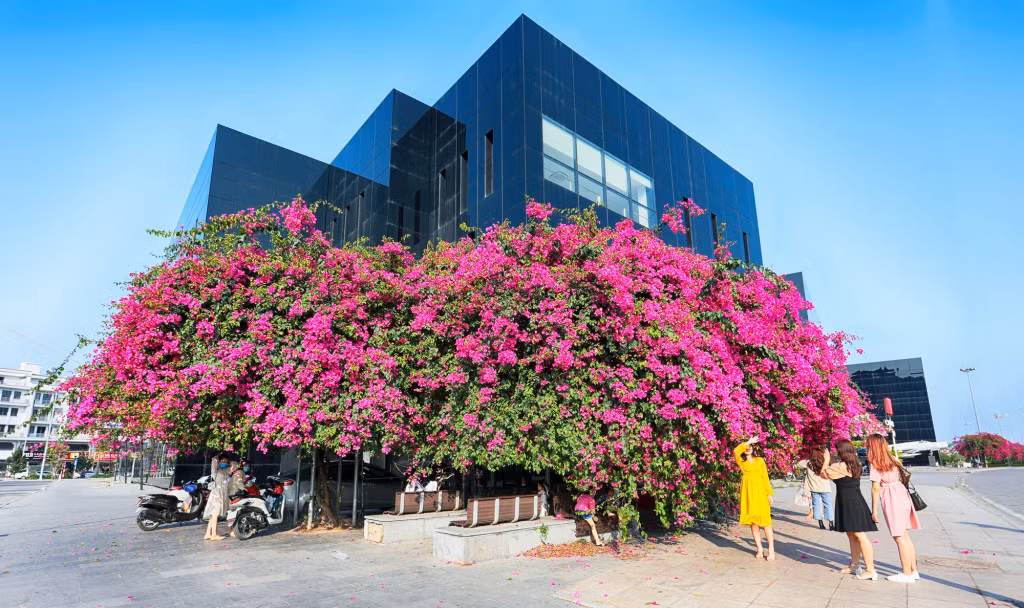 Local people take pictures under those colorful trees.