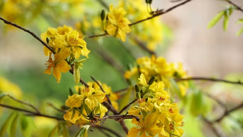The beauty of these flowers was depicted by King-Mong Tran Nhan Tong through some ancient poems such as Mai, Tao Mai 1, and Tao Mai 2. 