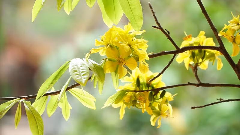 Yen Tu forest is covered with the radiant golden colour of this precious species of flower.