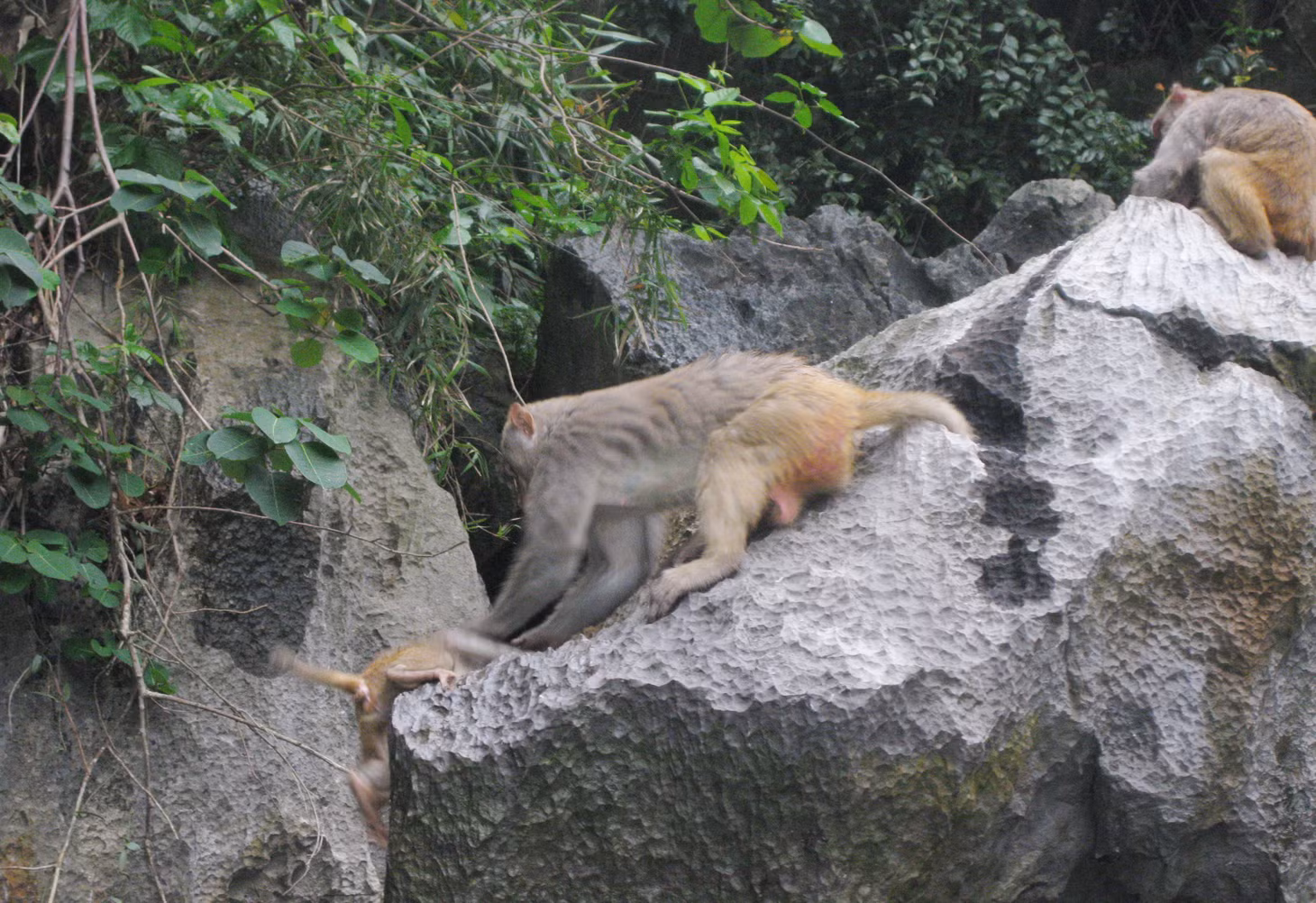 Yellow monkeys live on Ha Long Bay's islands 